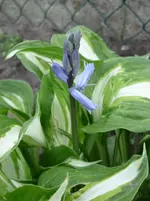20.05.2010 endlich Sonne 015.webp
