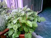 Kartoffel.webp