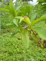 DSC00130.webp