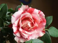 Mai 005.webp Mai 005.webp