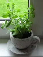 Mai 006.webp Mai 006.webp