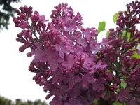 IMG_1172.webp