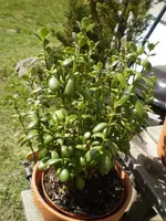 geldbaum2.webp