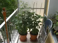 Physalis 2010.05.21 1.webp