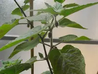 Physalis 2010.05.21 2.webp