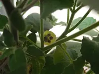 Physalis 2010.05.21 3.webp