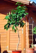 palmenmann.webp