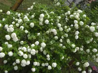 CIMG5730.webp