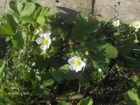 HPIM4429.webp