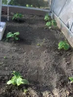 HPIM4431.webp