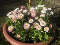 HPIM4435.webp