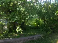 HPIM4437.webp