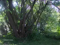 HPIM4438.webp