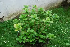 Hortensie2005.webp