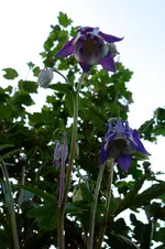 pfingsten1.webp