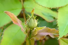 pfingsten5.webp