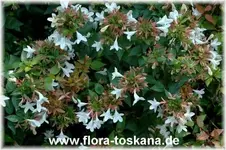 abelia_grandiflora.webp