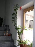 DSCN9238d.webp
