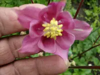 2010  Berlin 05 083.webp