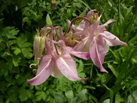 2010  Berlin 05 115.webp
