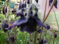 2010  Berlin 05 134.webp