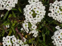 P1020011.webp