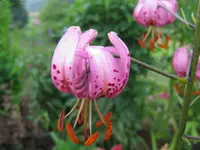 IMG_0553_1024x768.webp
