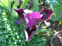 IMG_brombeer_1024x768.webp