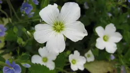 polsterpflanze (2).webp