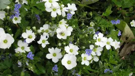 polsterpflanze (3).webp