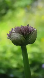 allium (2).webp