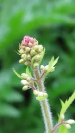 heucherellaknospe.webp