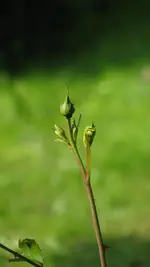 rosenknospe.webp