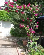 Alter Rosenstock_2.webp
