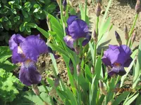 Bild 117.webp