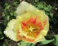 Immer noch Tulpen.webp