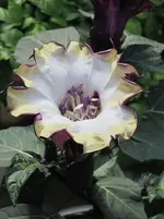 Datura 3.webp
