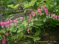 JD800006.webp