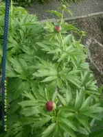 JD800007.webp
