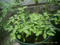 JD800019.webp