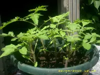 23991.webp