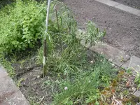 SANY0378.webp SANY0378.webp