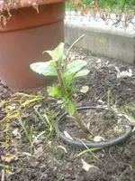 JD800009.webp