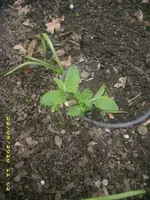 JD800010.webp