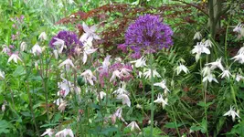 akeleiallium.webp