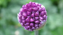 allium.webp