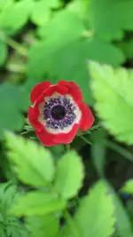 anemone.webp