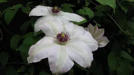 clematis.webp