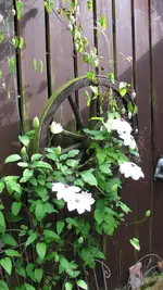 clematis (3).webp