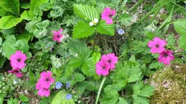 geranium (2).webp